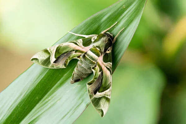 Héliotin Papillon Vert Daphnis Nerii Sur Les Feuilles — Photo