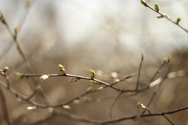 Frühling Stockbild