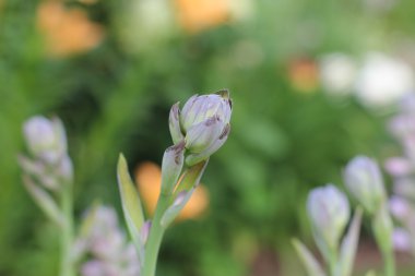 Ana bilgisayarın bir tomurcuk