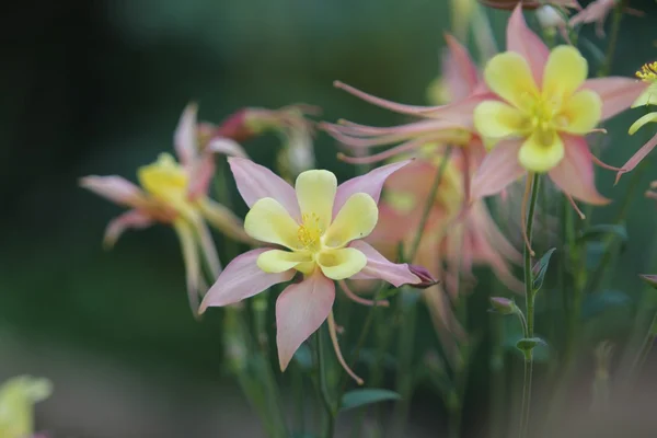 Aquilegia