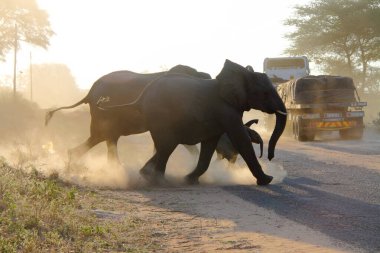 Afrika, Zimbabve 'de tozlu bir yoldan geçen bir fil ailesi.,