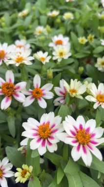 4K beyaz kesicinin bahçedeki çiçeklerinin güzel bir şekilde açtığı videoyu kapat. Doğal güzelliği, çiçekli tazeliği, huzurlu atmosferi ve doğa titreşimlerini yakalıyor. Bahçe işleri, doğa, rahatlama ve estetik konuları için mükemmel..