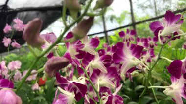 Güzel Orkide Çiçeği Dekoratif Bahçe Ayarlarında Canlı Yapraklarla Yakın plan