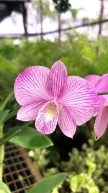 Güzel Orkide Çiçeği Dekoratif Bahçe Ayarlarında Canlı Yapraklarla Yakın plan