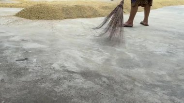 Geleneksel Pirinç Yard Hasat sezonunda Güneş Işığında Pirinç Kurutan Çiftçiler