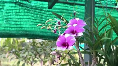 Güzel Beyaz ve Mor Orkide Yumuşak Doğal Işık Yakından Çiçek Açıyor