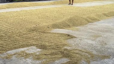 Geleneksel Pirinç Yard Hasat sezonunda Güneş Işığında Pirinç Kurutan Çiftçiler