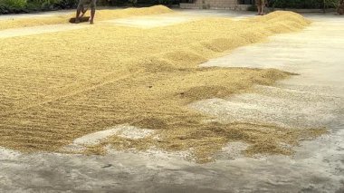 Geleneksel Pirinç Yard Hasat sezonunda Güneş Işığında Pirinç Kurutan Çiftçiler