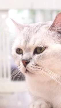 İngiliz Kısaltmalı Gümüş Gölgeli Kediyi Yumuşak Kürk ve Şirin İfadesiyle Kapatın