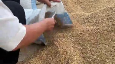 Pirinç Çuvalı Kurutulduktan sonra Kırsal Tarım Süreci