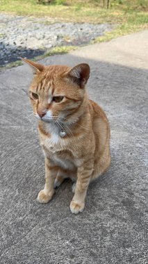 Neşeli Portakallı Tayland Kedisi Sevimli ve Yaramaz Gündelik Davranışlar