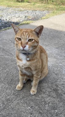 Neşeli Portakallı Tayland Kedisi Sevimli ve Yaramaz Gündelik Davranışlar