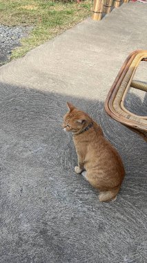 Neşeli Portakallı Tayland Kedisi Sevimli ve Yaramaz Gündelik Davranışlar