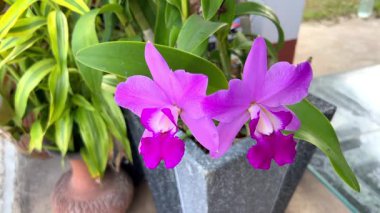 Yakın Mor Paphiopedilum Orkideleri Doğal Işıkta İki Çiçekle Çiçek Açıyor