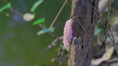 Nehirdeki Kanal Kıyısında Pembe Elma Salyangoz Yumurta Kümesini Kapat.