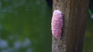 Nehirdeki Kanal Kıyısında Pembe Elma Salyangoz Yumurta Kümesini Kapat.