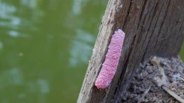 Nehirdeki Kanal Kıyısında Pembe Elma Salyangoz Yumurta Kümesini Kapat.