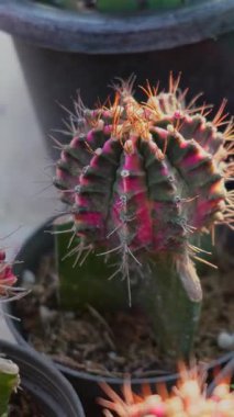 Mammillaria Kaktüsünü Doğal Çöl Dokusuyla Yumuşak Akşam Işığında Kapat, dikey çerçeve.