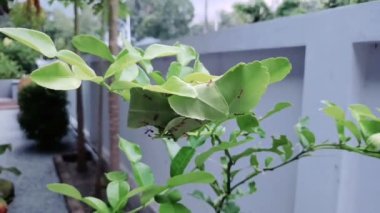 Kırmızı karıncalar kireç ağacında yuvalarının etrafında yürüyorlar.