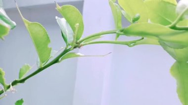 Kırmızı karınca kireç ağacının dalında geziniyor.