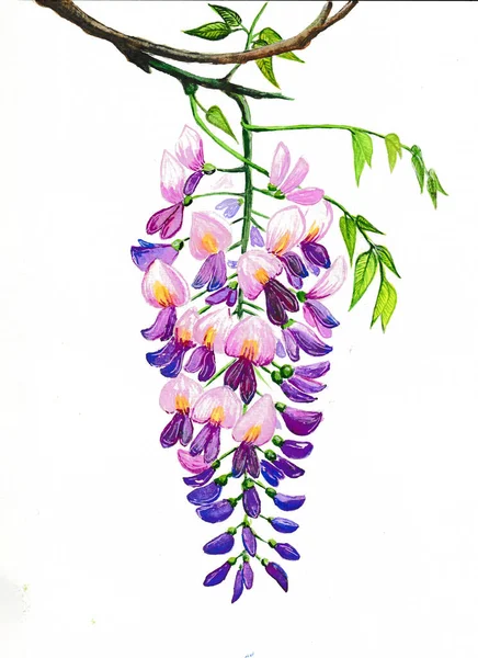 Wisteria Kwiat Pinc Akwarela — Zdjęcie stockowe