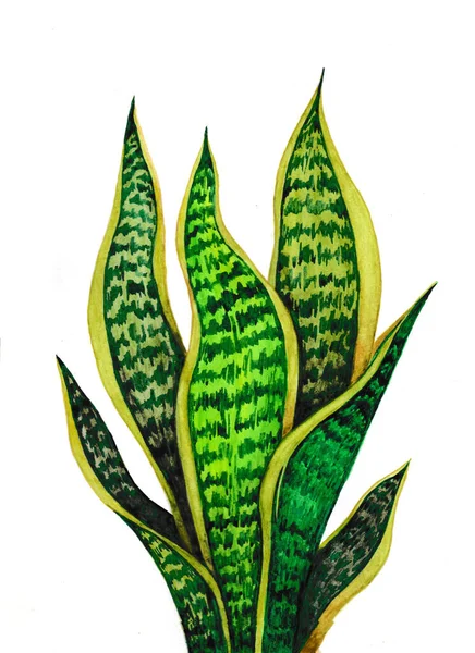 Sansevieria Home Flower Watercolor — Stock Photo, Image