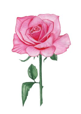 Güzel pembe bir gül. Narin çiçek. Botanik tarzda suluboya çizilmiş.