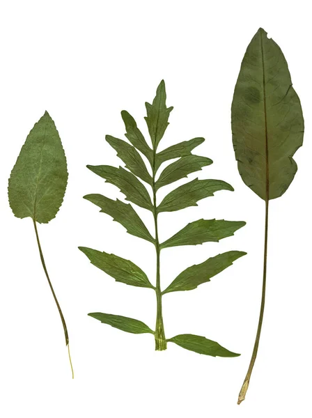 Herbarium Tryckta Och Torkade Gröna Blad Vit Bakgrund — Stockfoto