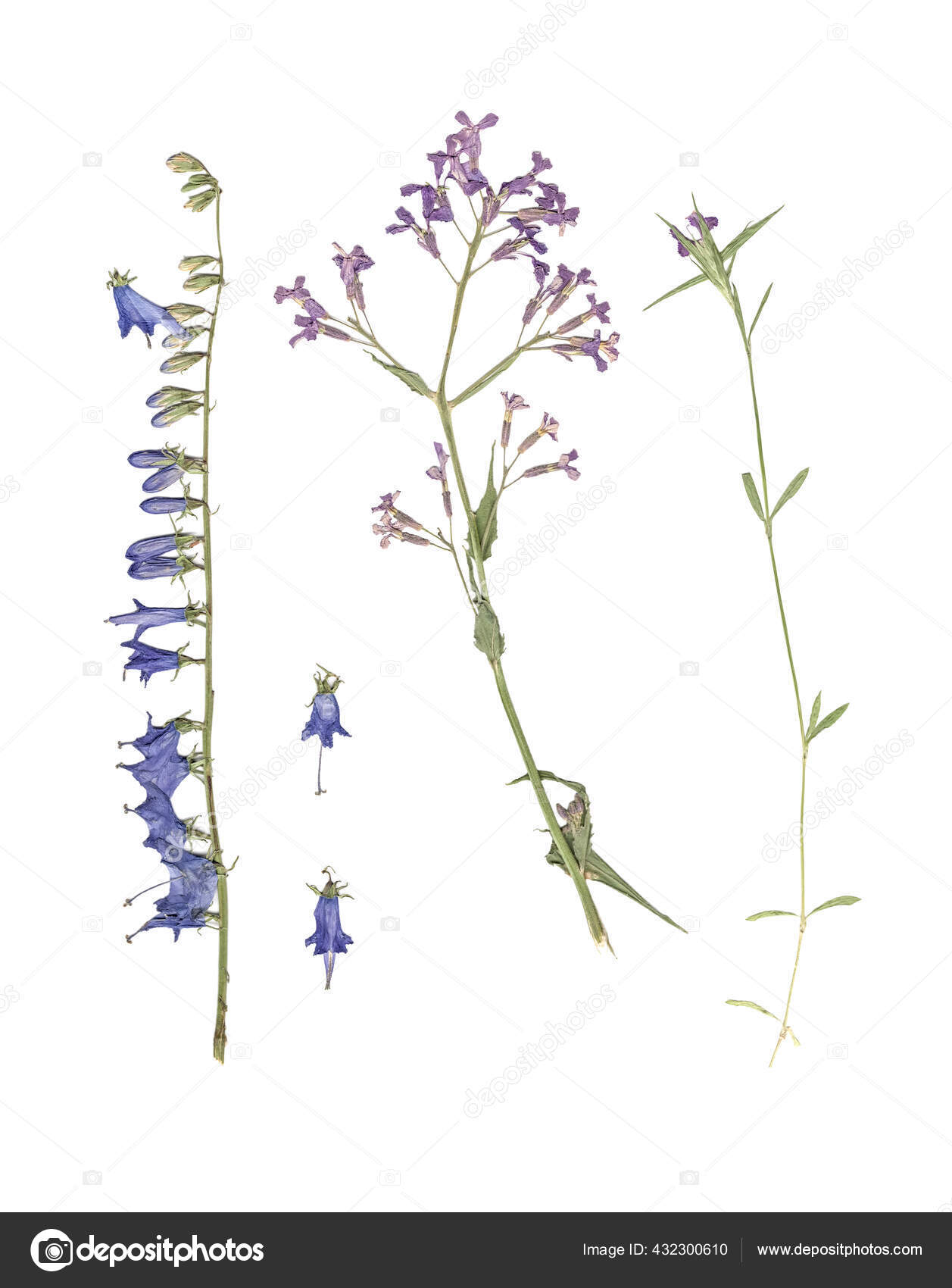 植物标本馆白底蓝花压干青草的组成 图库照片 C Ninel1141