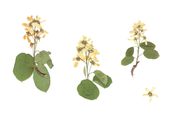 Herbário Flores Composição Plantas Prensadas Secas Com Flores Brancas Amarelas — Fotografia de Stock