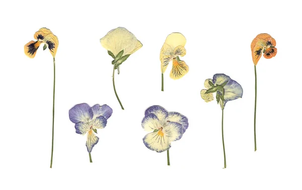 Στεγνά Και Αποξηραμένα Λουλούδια Λιβαδιού Σαρωμένη Εικόνα Εσοδεία Βοτάνων Σύνθεση — Φωτογραφία Αρχείου