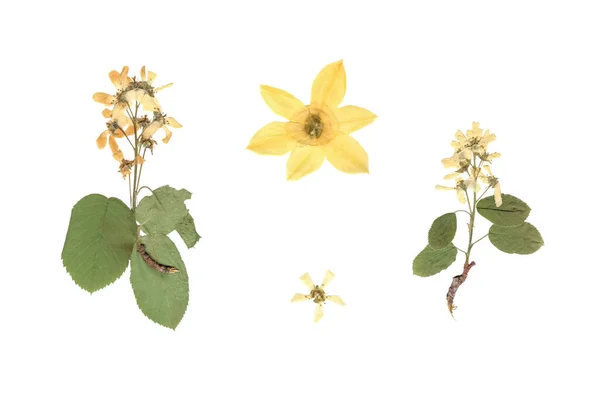 Flower Herbarium Composition Pressed Dried Plants White Yellow Flowers White Royalty Free Stock Photos