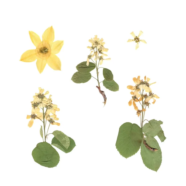 Flower Herbarium Composition Pressed Dried Plants White Yellow Flowers White Stock Photo