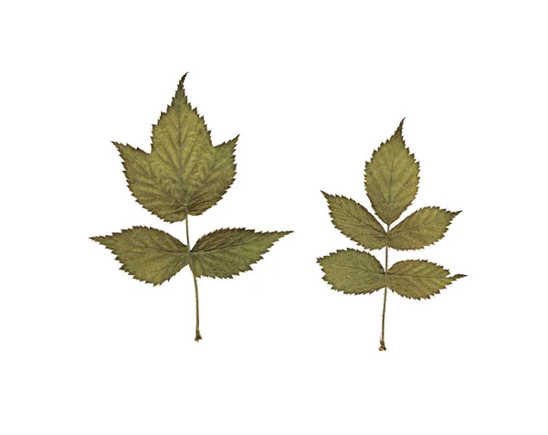 Leaves Raspberry Herbarium Pressed Dried Herbs Composition Leaves White Background Royalty Free Stock Images