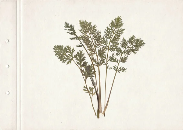 Gedrukte Gedroogde Kruiden Afbeelding Gescand Vintage Herbarium Achtergrond Oud Papier — Stockfoto