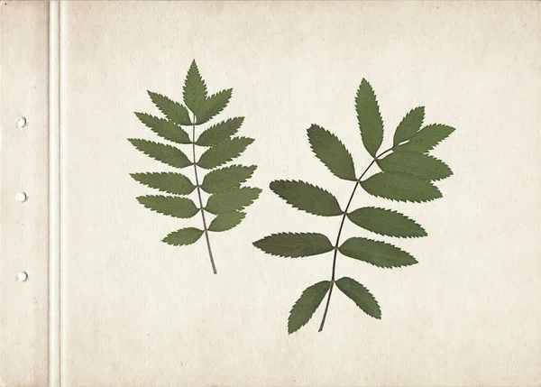 Grüne Ebereschenblätter Vintage Herbarium Hintergrund Auf Altem Papier Zusammensetzung Aus — Stockfoto