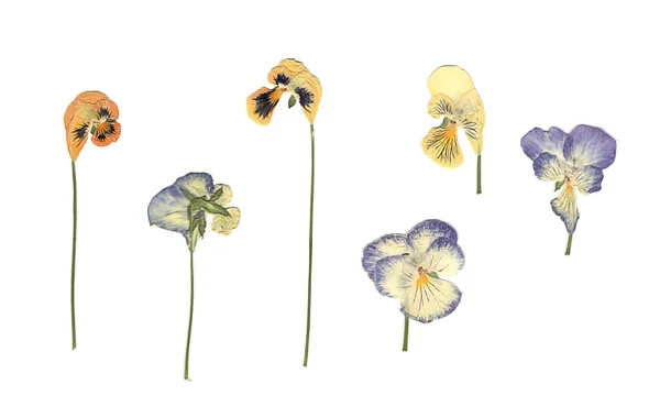 Lisované Sušené Luční Květiny Skenovaný Obraz Ročník Herbář Složení Bílých — Stock fotografie