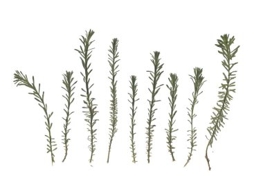 Herbaryum. Kurutulmuş bitkiler. Beyaz arkaplandaki çimlerin bileşimi. 