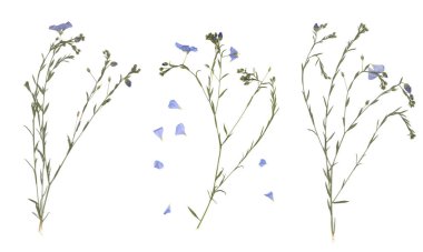 Ütülenmiş ve kurutulmuş çayır çiçekleri. Taranmış görüntü. Antika bitkiler. Beyaz arka planda çimenlerin ve mavi çiçeklerin bileşimi.