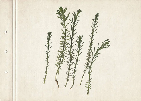 Gedrukte Gedroogde Kruiden Afbeelding Gescand Vintage Herbarium Achtergrond Oud Papier — Stockfoto