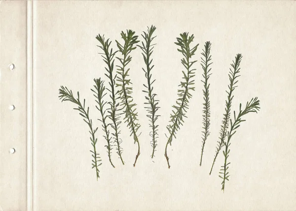 Gepresste Und Getrocknete Kräuter Gescanntes Bild Vintage Herbarium Hintergrund Auf — Stockfoto