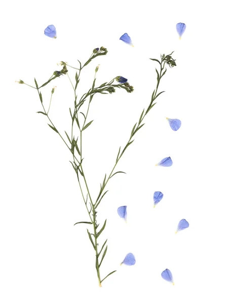 Στεγνά Και Αποξηραμένα Λουλούδια Λιβαδιού Σαρωμένη Εικόνα Εσοδεία Βοτάνων Σύνθεση — Φωτογραφία Αρχείου