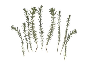 Herbaryum. Kurutulmuş bitkiler. Beyaz arkaplandaki çimlerin bileşimi. 