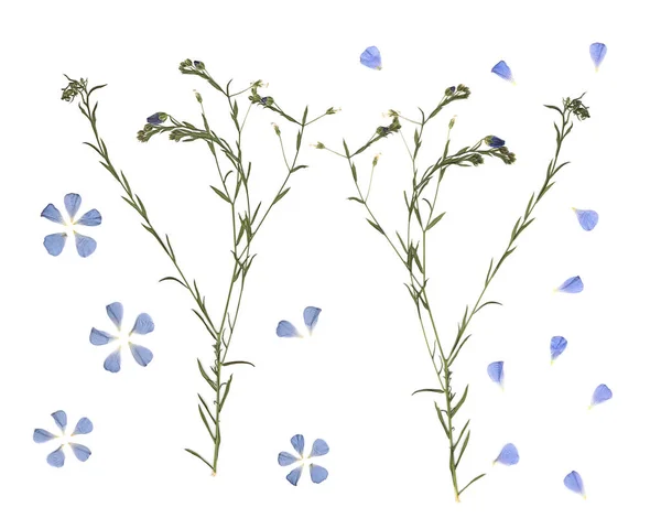 Préselt Szárított Rét Virágok Letapogatott Kép Vintage Herbárium Kék Virágok — Stock Fotó