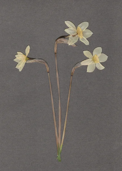 Το daffodils πιέζεται και αποξηραμένα. Vintage βοτανολόγιο φόντο σε γκρι χαρτί. — Φωτογραφία Αρχείου