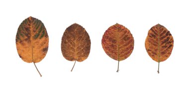 Kırmızı, yeşil ve turuncu tonlarda renkli elma yaprakları, beyaz arka planda kurutulmuş ve basılmış, botanik düz kompozisyonu doğal tasarım, bitkisel konsept, organik dekor ve sonbahar yaprakları