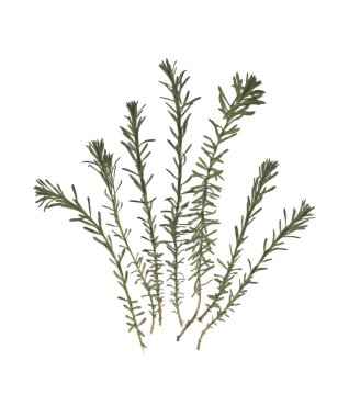 Sulak. Beyaz bir arka plan üzerinde çim bileşimi.