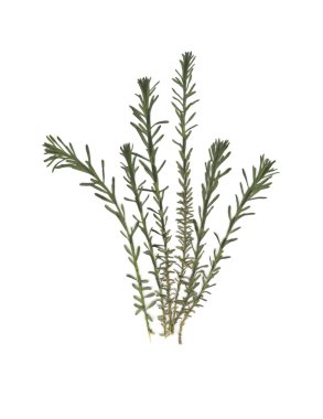 Sulak. Beyaz bir arka plan üzerinde çim bileşimi.