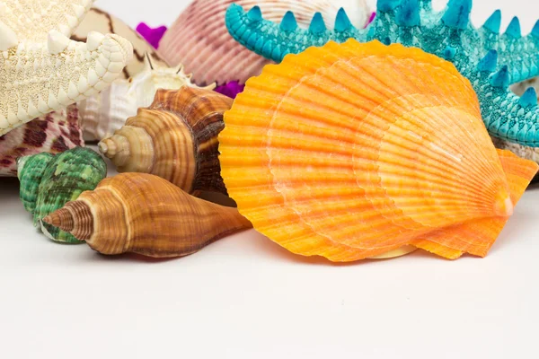 砂浜の貝殻 — ストック写真