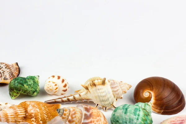 Seashells on sand beach — Stock Photo, Image